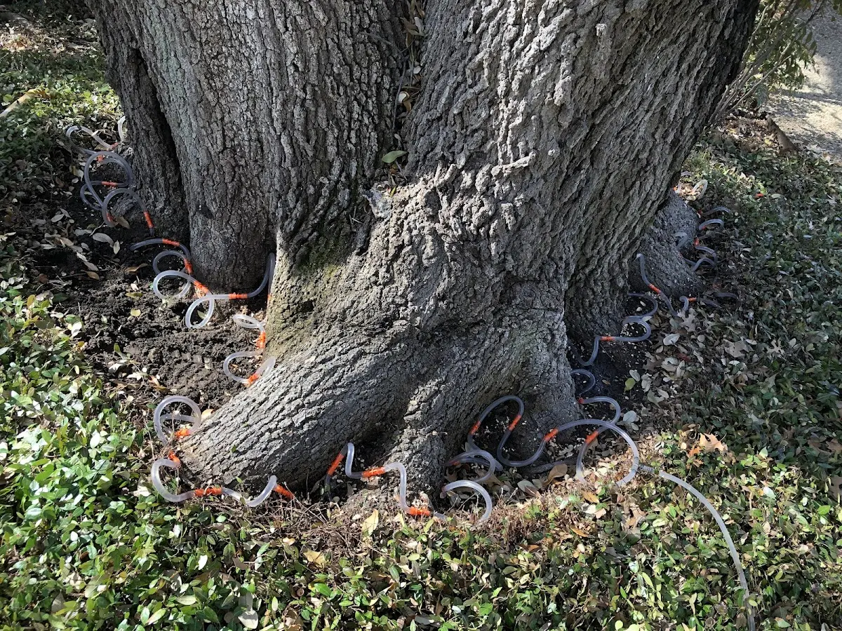 Detailed Tree Cabling and Bracing job site in Warba